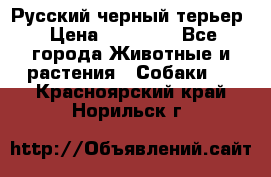 Русский черный терьер › Цена ­ 35 000 - Все города Животные и растения » Собаки   . Красноярский край,Норильск г.